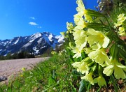05 Primula veris (Primula odorosa) con vista in Pegherolo